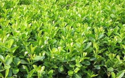 小叶黄杨价格,市场走势、品种差异与价格因素解析