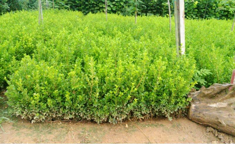 小叶黄杨价格,市场走势、品种差异与价格因素解析