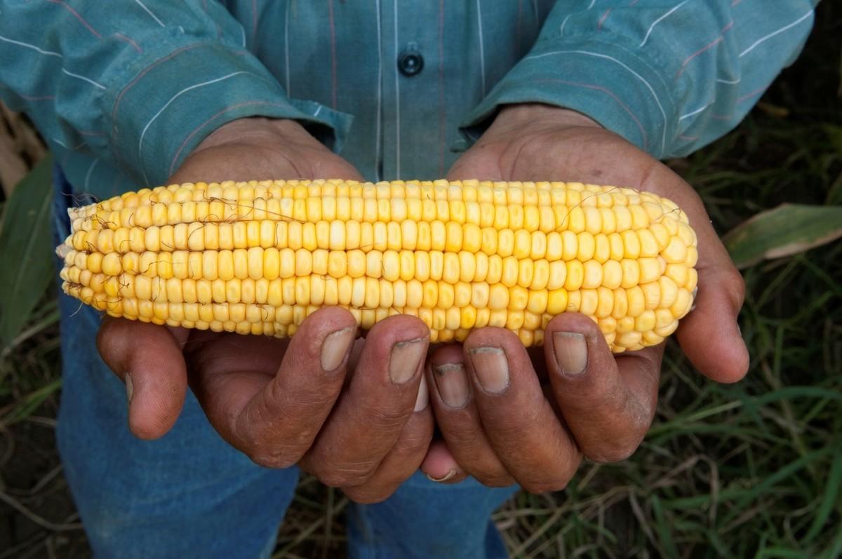 山东省今日玉米最新价格,变化中的机遇,学习中的力量