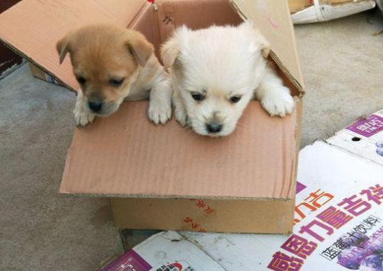 2016年最新收养法规下的独特小巷故事——一家隐藏于岁月间的特色小店