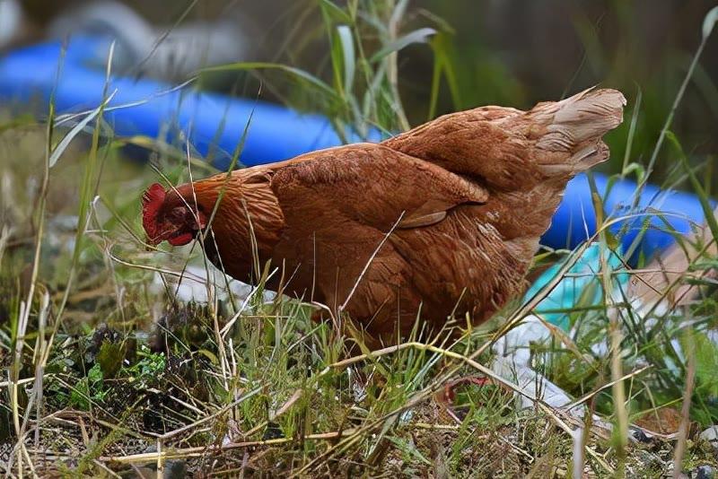山东肉食鸡价格行情探秘,小巷深处的鸡香四溢