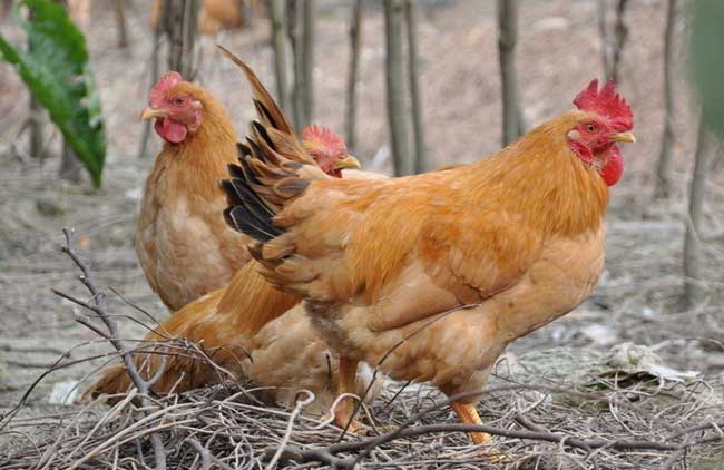 山东肉食鸡价格行情探秘,小巷深处的鸡香四溢