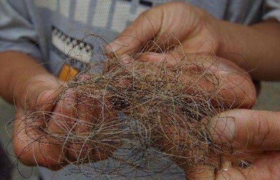 梅毒的最新治疗方法,小巷深处的秘密小店