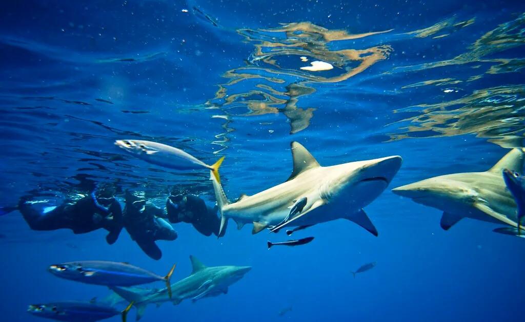 关于鲨鱼的电影有哪些,在银幕的海洋中追寻勇气与成长的力量