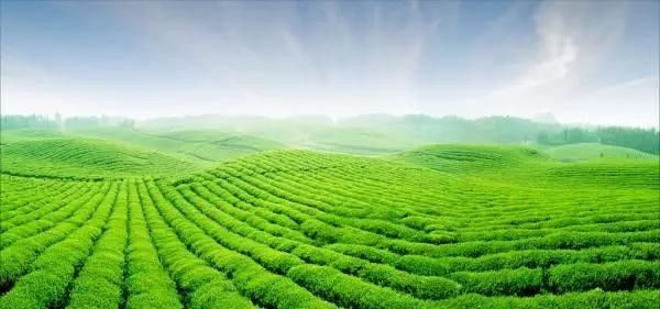 茶坛最新网址,启程,探索自然美景,寻找内心的平和之地