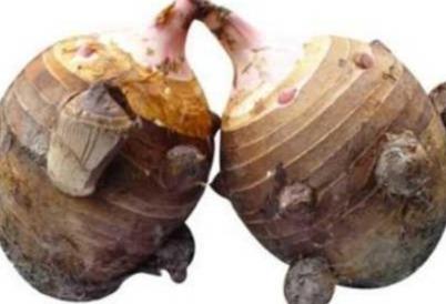 奉化芋头,飘香时刻!隐藏在老街小巷的芋头美食秘密