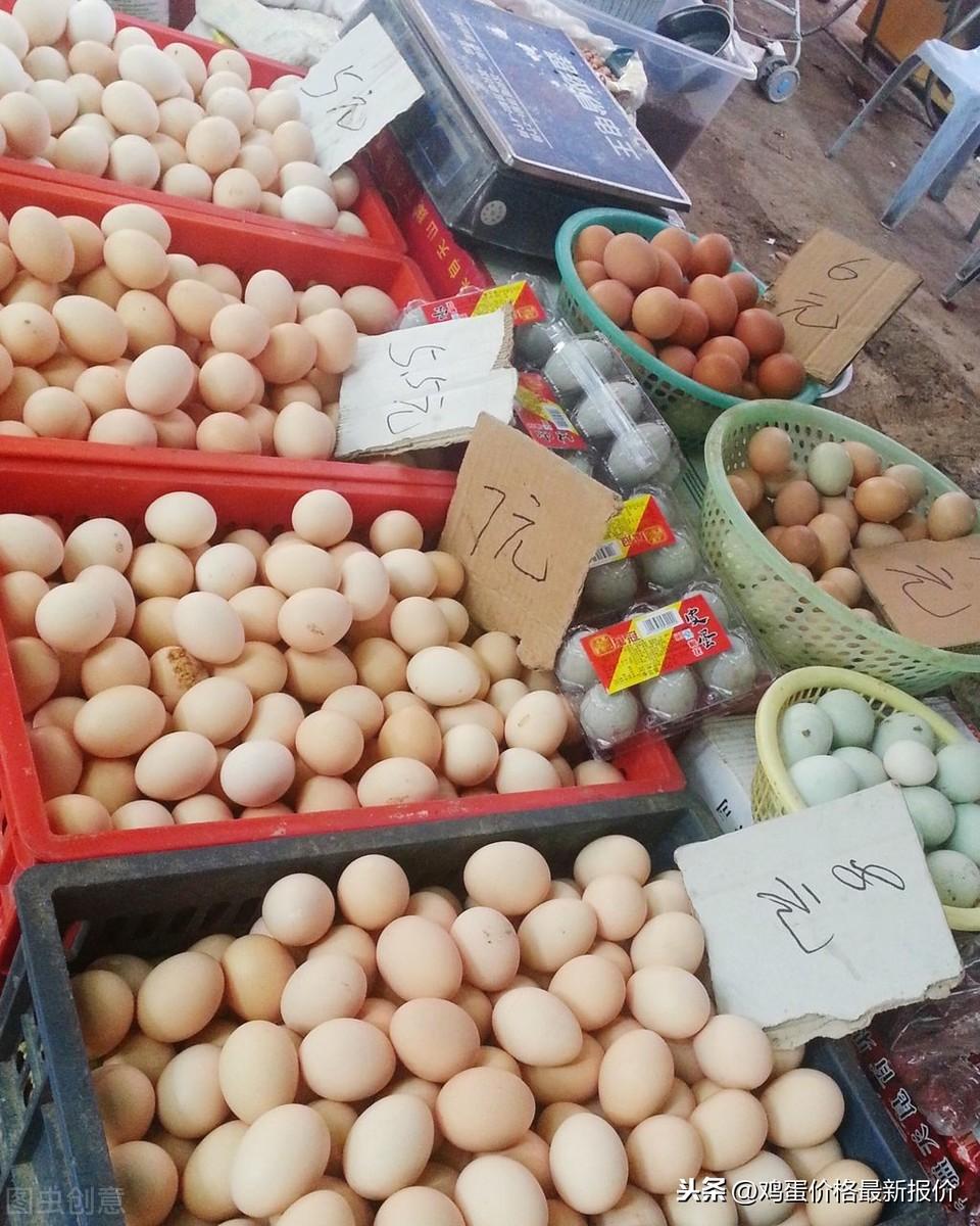 河南鸡蛋价格最新行情分析