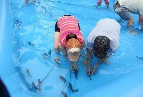 真人捕鱼比赛,一种娱乐活动的多维度探讨