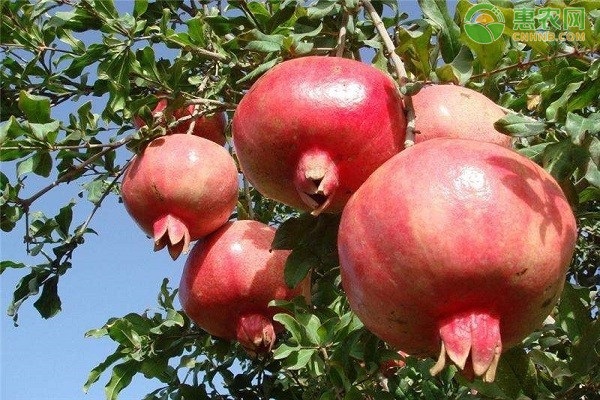 石榴最新价格,一颗石榴如何引领你走向自信与成就之路