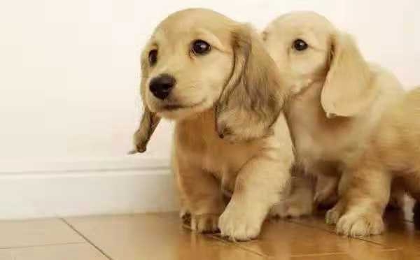 长的像明星的狗,一场寻找内心平静的旅行