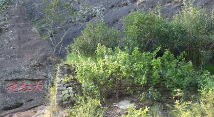 中国十大名茶最新排名,茶叶中的励志故事