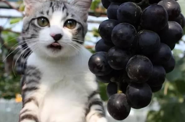 喵咪最新域,探索猫咪的乐园