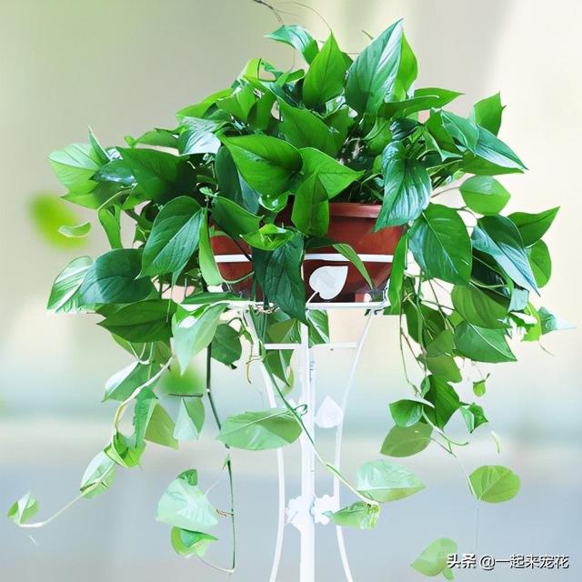 最新绿色植物推荐,打造绿色生活空间