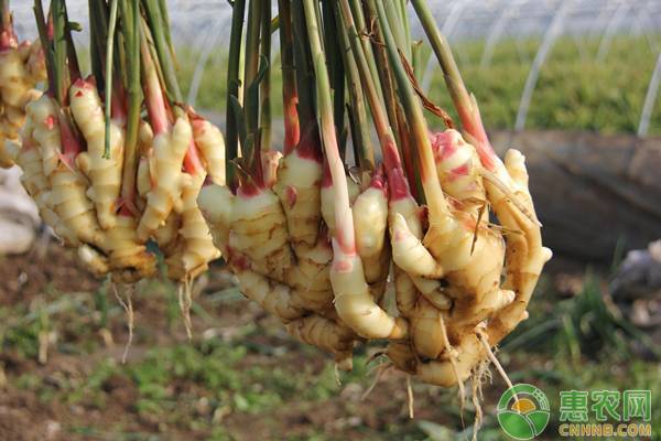 云南干姜今日行情走势