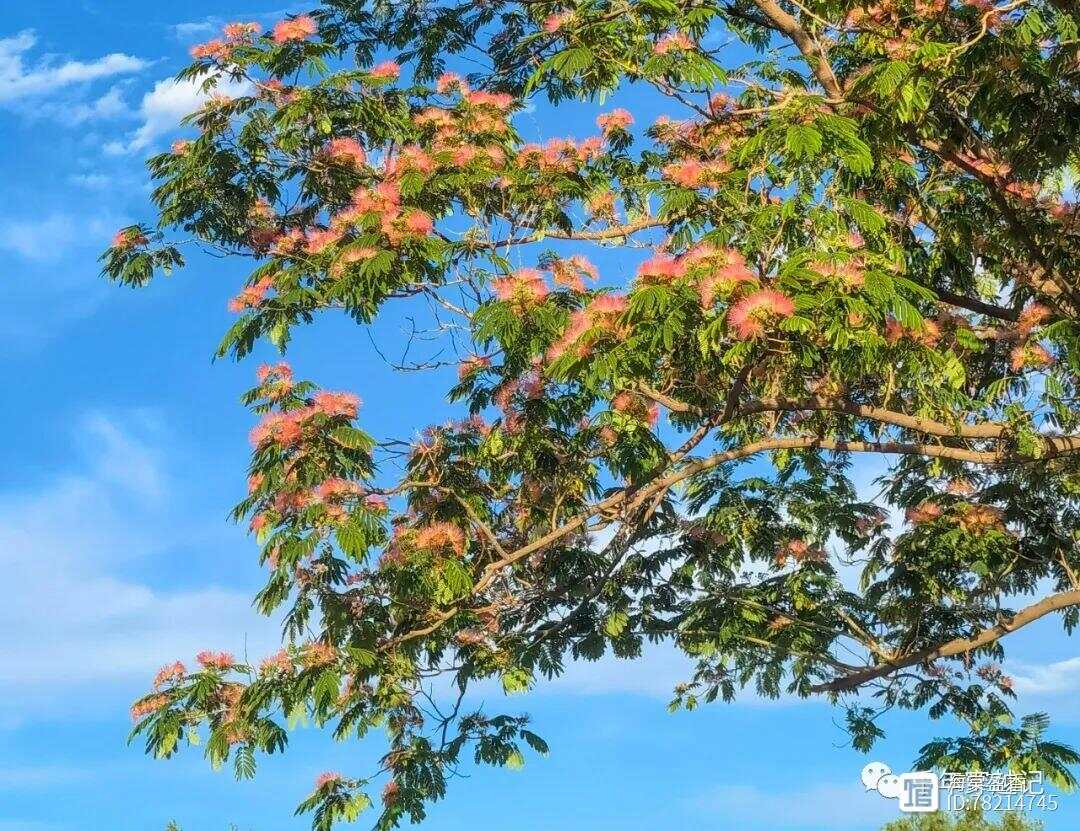 一棵合欢树的故事,18公分的友情与家的温暖