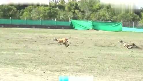 智能机猎兔比赛视频,技术与速度的交响