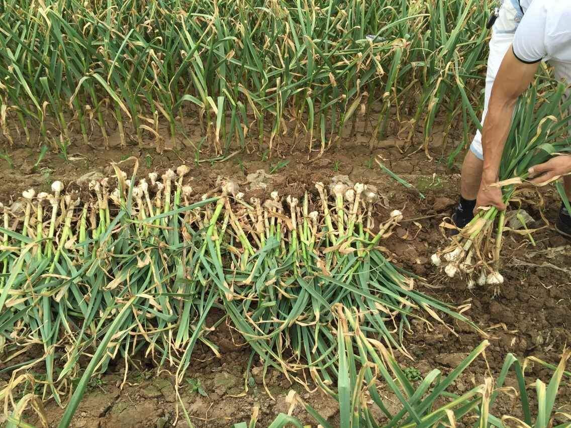 今日乡大蒜最新行情详细步骤指南