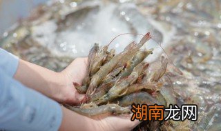 河虾什么时候上市?科技带你探索新鲜美味的新纪元!