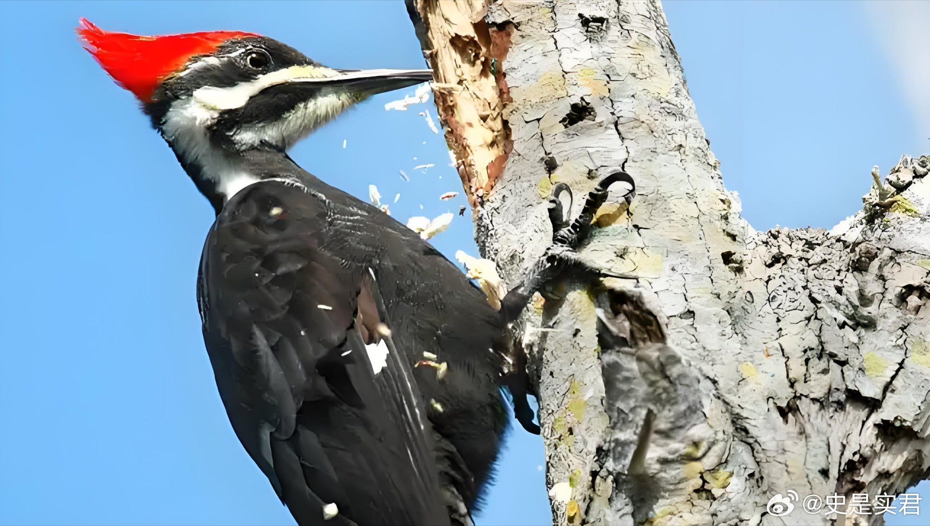 啄木鸟最新资源,探索与解析