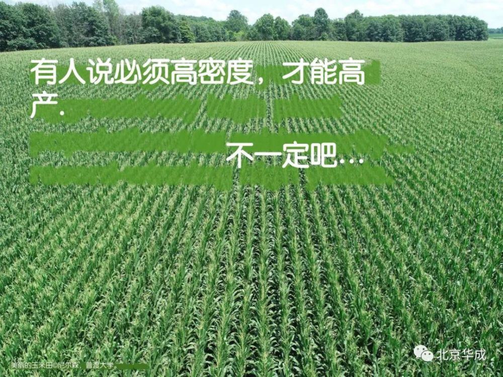 湖北玉米的秘密行情,小巷深处的玉米香