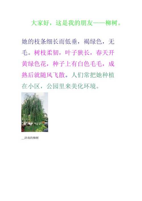 柳树新纪元,揭秘15公分柳树价格的科技魔力