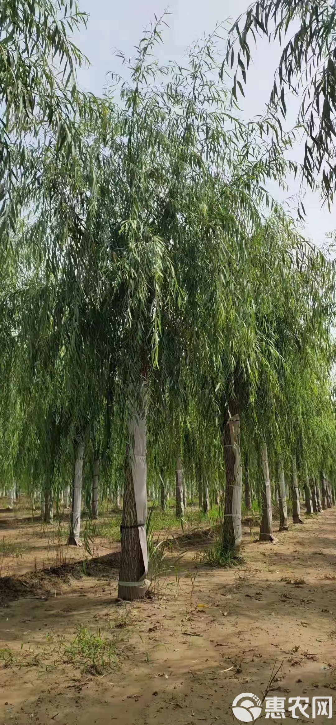 柳树新纪元,揭秘15公分柳树价格的科技魔力