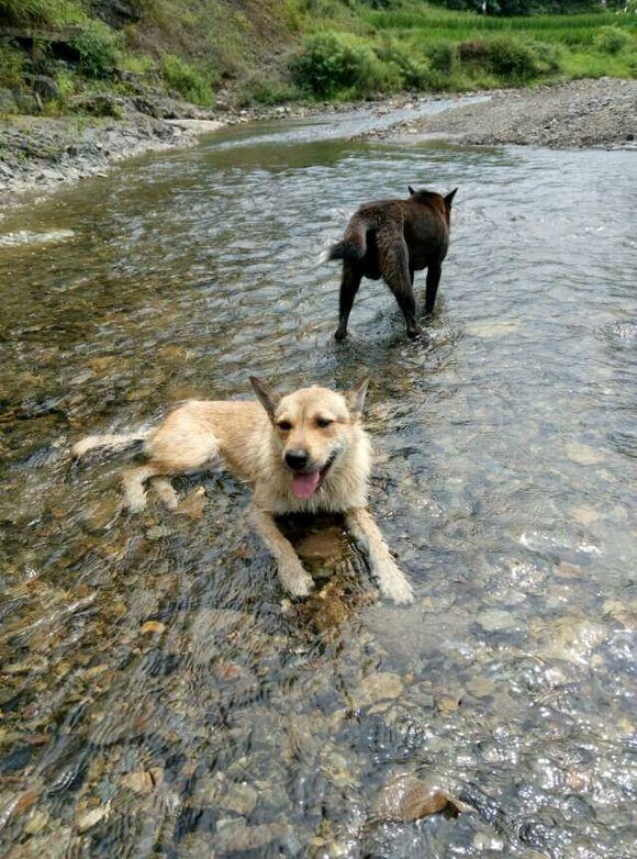 最新土狗斗,一步步教你如何完成这项任务与技能学习