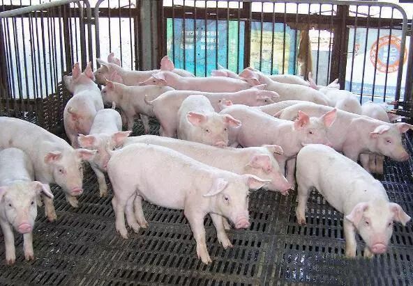 猪最新病情与农场上的温情故事