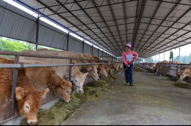 最新合作养牛，小巷中的秘密养牛店