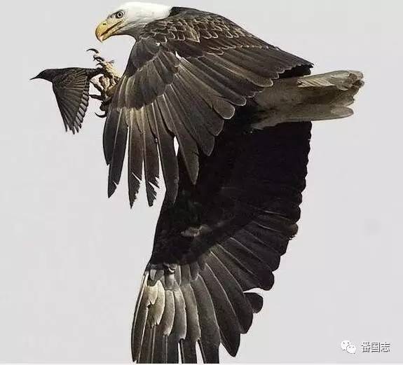 老鹰最新资源,翱翔在知识的海洋,自信与成就并存