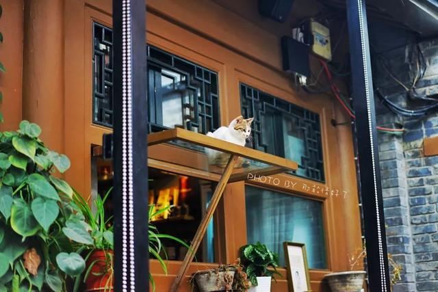 超级最新领养,小巷中的特色小店探秘