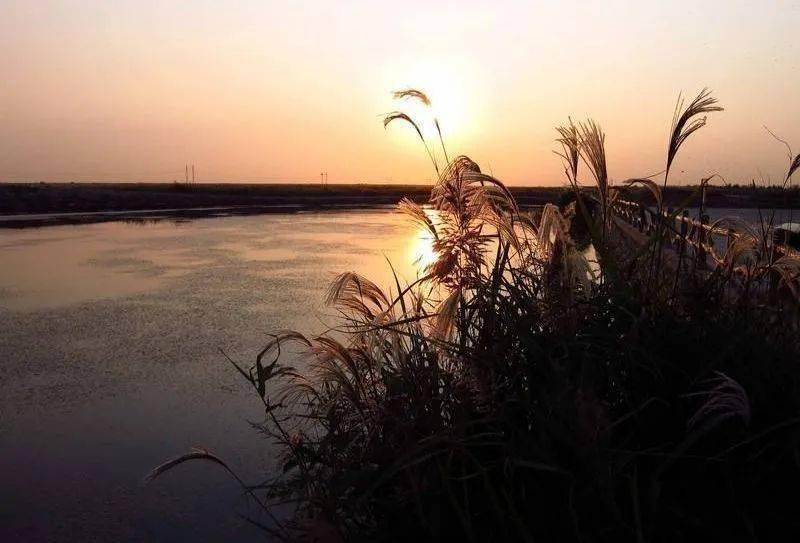 最新东营,一场自然美景的探索之旅,寻找内心的平和与宁静