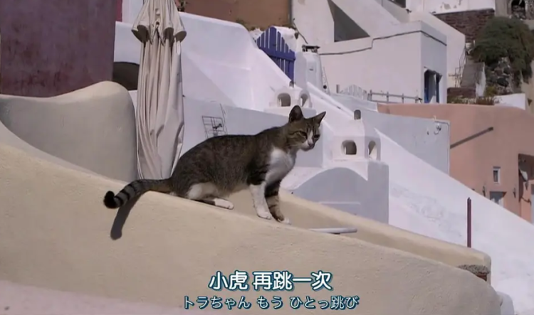 猫最新动漫,时代之光下的猫之影