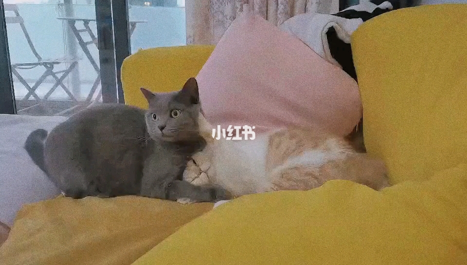 绿茶猫最新,温馨的日常趣事