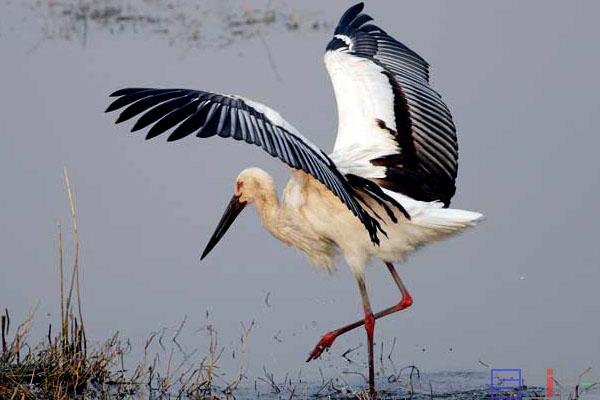最新国产客机,时代的翅膀与民族的骄傲