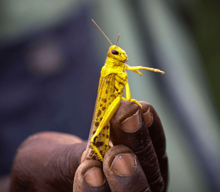 蝗虫最新图片——科技赋能,洞悉生命之美