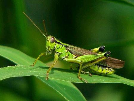 蝗虫最新图片——科技赋能,洞悉生命之美