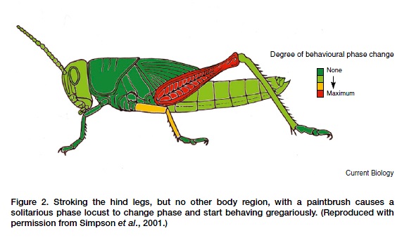 蝗虫最新图片——科技赋能,洞悉生命之美