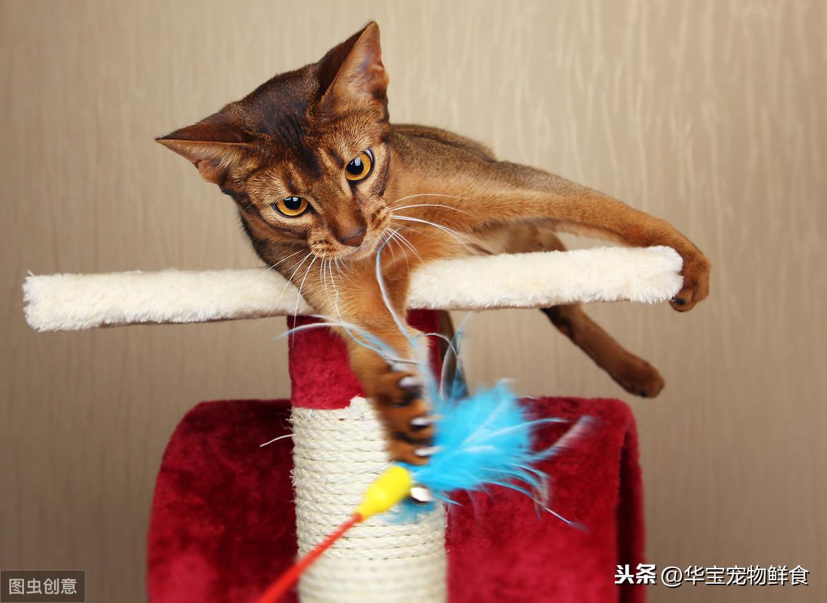 女孩之家最新,打造你的梦幻乐园💖