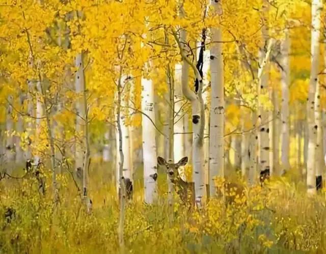 最新微语，踏遍山河，寻找内心的桃花源