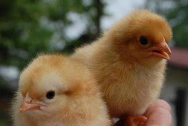 重磅推出肯德基引领革新风潮,全新高科技产品震撼登场!