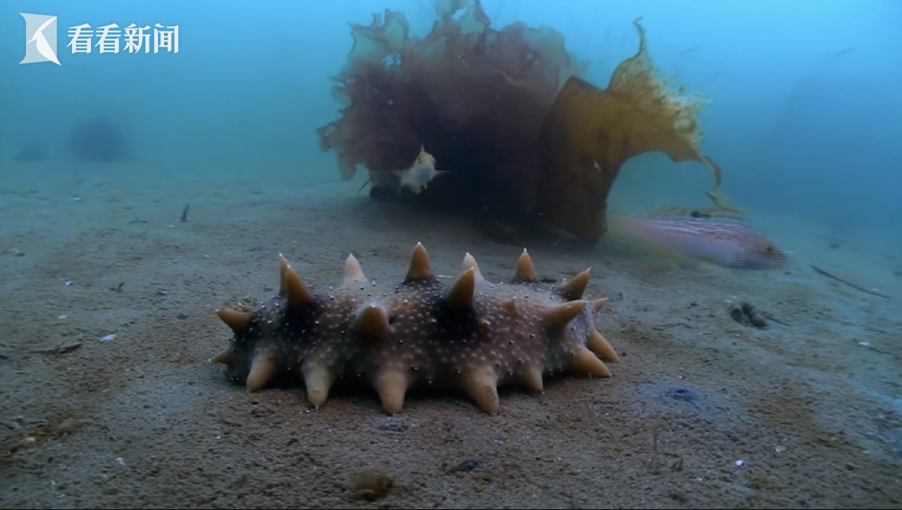 最新海参,海洋的馈赠与时代地位