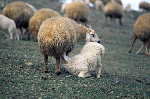 羊瘟最新,一场知识的盛宴,赋予我们自信与力量