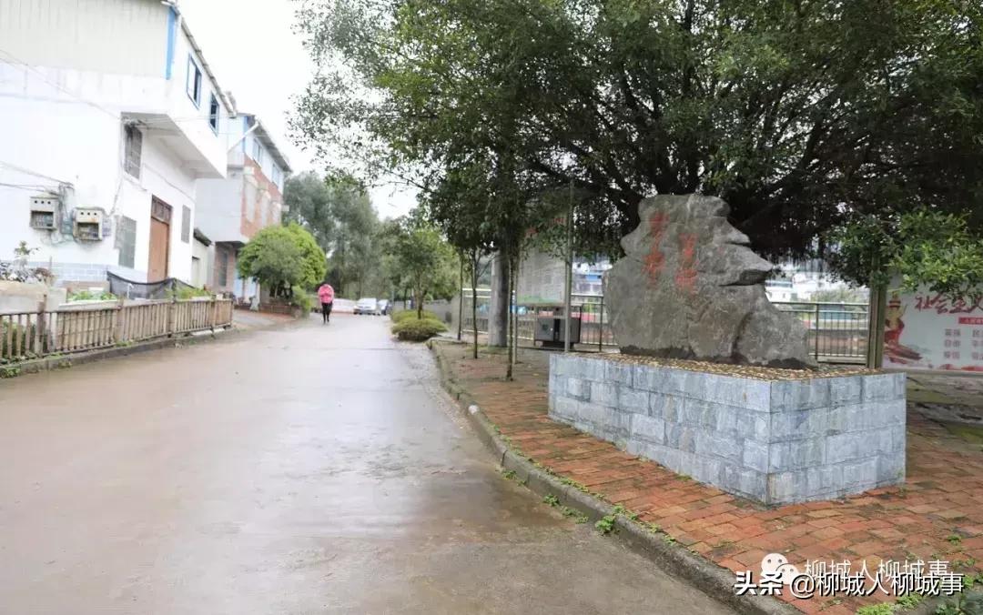 最新水稻苗——科技重塑农业,绿色革命的先锋