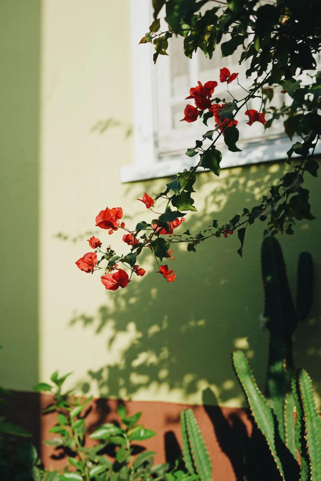 最新音乐相册,与自然美景的邂逅,寻找内心的平和之旅