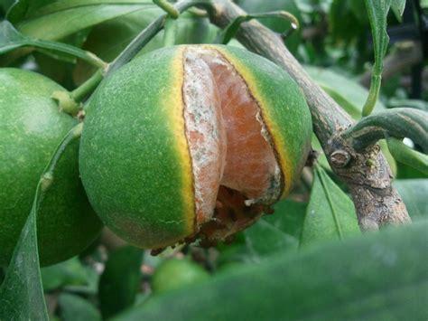 柑桔最新排名,探寻柑橘界的翘楚