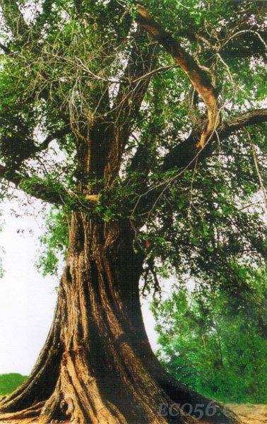 榆树最新报价,时代的见证与地位的彰显