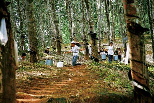 油锯最新价格,一场自然美景的探险之旅