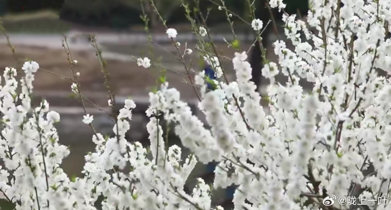 白桃花最新,小巷深处的独特风味