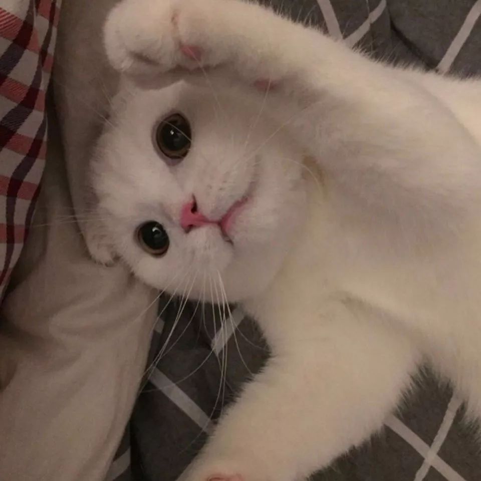 猫咪头像最新,一种流行的文化现象